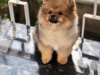 4 AYLIK POMERANİAN BOO