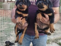 A Sınıf Aşılı Rottweiler Yavrular