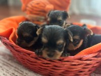 Yorki bebek köpekler