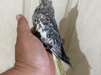 Tam 50 Günlük Kusursuz Full Evcil Sultan Bebek