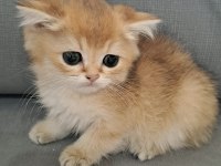 British Shorthair Golden Erkek Yavru