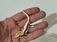 Crested ve Leopard Geckolar