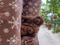 TOY POODLE RED BROWN BEBEKLER