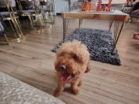 2 Yaşında Erkek Toy Poodle