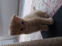 Scottish fold oğlum yeni yuvasını arıyor