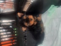 Sahibinden yorkshire terrier yavru