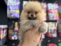 Pomeranian Orange Yavrularımız