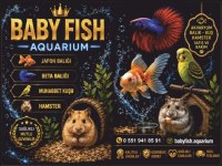 MUHABBET KUŞU SİZ İSTEYİN BİZ ADRESİNİZE GETİRELİM