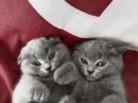 Yavru kedim scottish fold