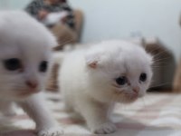 Rezerveye hazır güzel scottish fold yavrularım