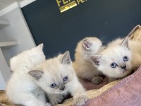 KEDİ DÜNYASINDAN RENK RENK BRITISH YAVRULAR ANKARA