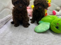 MİNİ TOY POODLE YAVRULAR