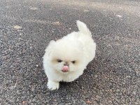 Oyuncak Gibi Pekinez