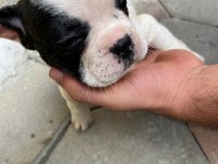 2,5 aylık french bulldoglar