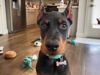 Çevik Doberman Bebekleri