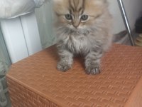 British Longhair Yavrumuz Yeni Ailesini Bekliyor