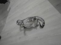 Minnoş Anne ve İki Tatlış Scottish Fold Yavru Yuva Arıyoruz