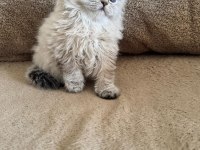 Scottish fold dişi ve erkek kardeşler