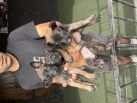 Kaliteli İş Köpekleri Belçika Kurtlarımın Yavruları