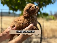 SEVİMLİ IRK TOY POODLE