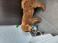 Safkan medium poodle yavru 4 aylık sağlıklı oyuncu