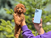 Toy poodle yavrular