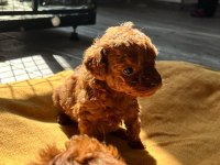 KORE KAN TOY POODLE RED-BROWN