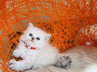 British Longhair Tüm Eşyalarıyla