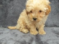Apricot toy poodle dişi minnak, ruhsatlı çiftlik