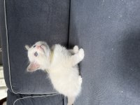 45 günlük ragdoll yavrular