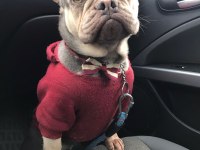 EGZOTİC FRENCH BULLDOG LİLAC TAN QUAD