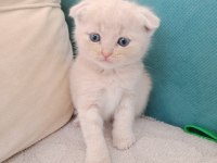 Scottish fold 2 aylık oğlumu sahiplendiriyorum