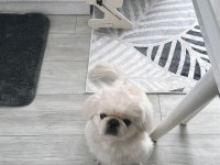 Pekinez köpeğime gerçekten bakabilecek birisini arıyorum