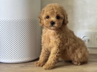 Kurabiye Bebek Eğitimli Poodle
