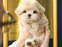MALTİPOO BEBEKLERİM