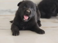 SİMSIYAH SOLİD BLACK ALMAN ÇOBAN KÖPEĞİ YAVRULARI