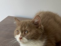 British shorthair yavrumuz