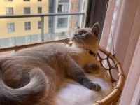 British Blue Point british shorthair kızıma DAMAT arıyoruz