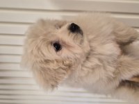 3 aylık anne altından poodle yavrular