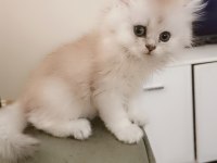 Zümrüt gözlü british longhair dişi