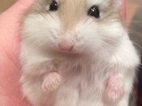 GONZALES HAMSTER YAVRULAR HERYERE GÖNDERİM VAR