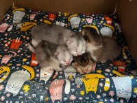 4 Tane Yavru British Shorthair 2 Silver 2 Golden