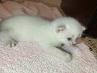 Erkek British Shorthair