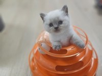 2 aylık cins kediler satılıktır blue point oyuncu kedisi