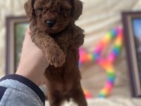 SAFKAN KORE POODLE YAVRULAR