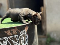 Mükemmel anatomi de french bulldog yavrularımız