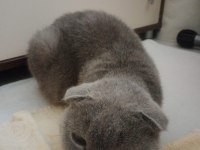 Hamile scottish fold kedim