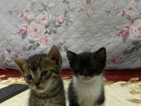 5 Haziran doğumlu yavru kediler