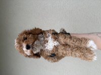 Toypoodle Bebeklerim 