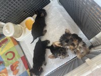 Safkan yorkshire terrier yavrular